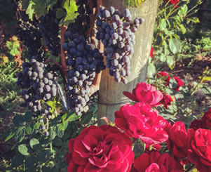 ripe grapes and flowers