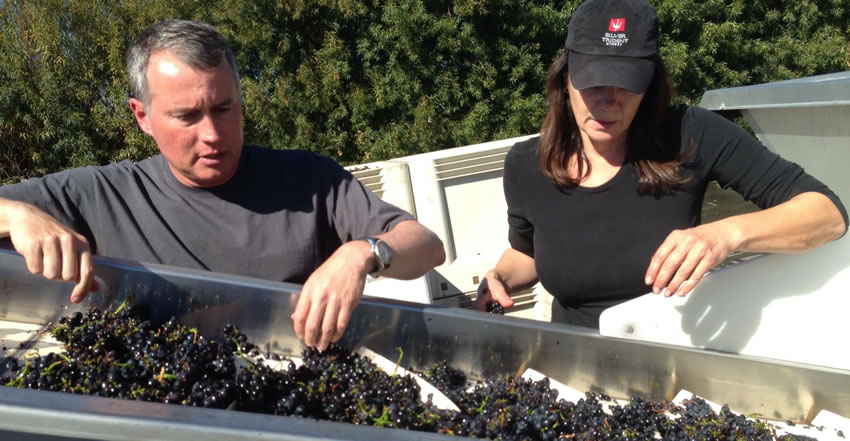 sorting cabernet grapes